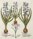 de hyacint